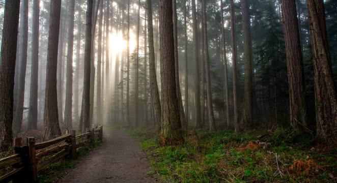 misty forest trail at Rathtrevor Provincial Park, Parksville, BC, Canada