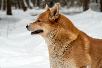 Big brown crossbreed dog on the snow in the park. Dog profile portrait.