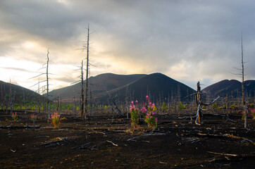 Dead Forest. Russia, Kamchatka 2020. Photo taken during an expedition to the volcano.