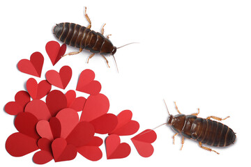 Valentine's Day Promotion Name Roach - QUIT BUGGING ME. Cockroaches and small paper hearts on white...