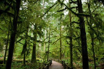 Fototapeta na wymiar forest trail at Cathedral Grove, Macmillan Provincial Park, BC, Canada
