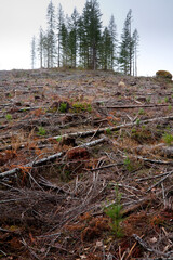 an area of clear cut industrial scale logging