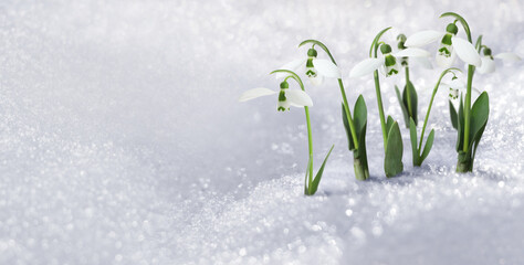 Beautiful tender spring snowdrops growing through snow, space for text. Banner design