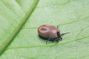 A dangerous parasite and infection carrier mite sitting on a green leaf