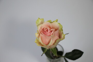 Pink rose in glass isolated on white and gray background. Close-up photo as a banner