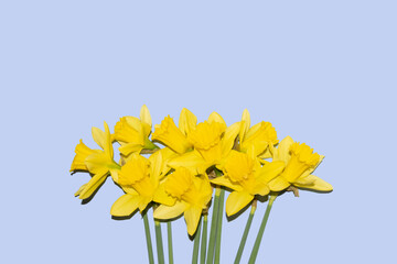 Fototapeta premium bouquet of yellow daffodils on a pastel blue background