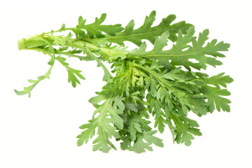 Escarole Endive on a white background