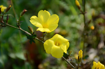 the yellow ripe petunia flowers with plant and green leaves in the garden.