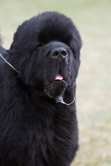 Slobbery Newfoundland