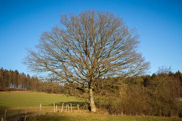 Winterbaum