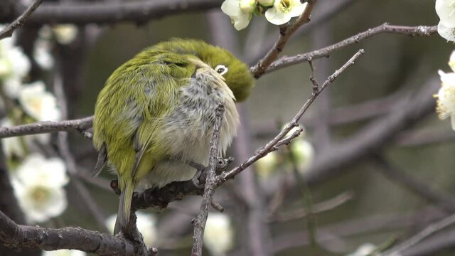 Warbling white-eye bird grooming itself on the plum flower tree in Japan. Close up. 4K