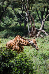 view of girafe in the wild