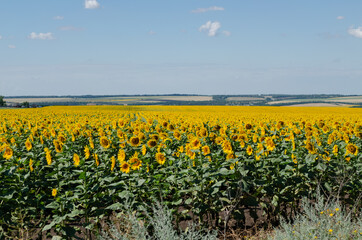Beautiful field of sunflowers against the background of clouds