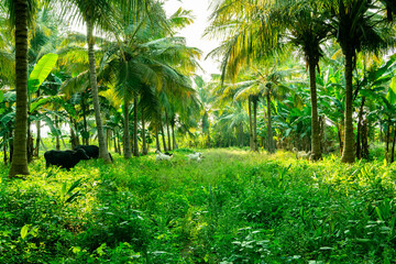 Sun light with coconut palm tree with cows and goats are grazing in the field on summer nature landscape.