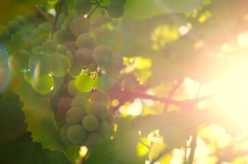 vine branch