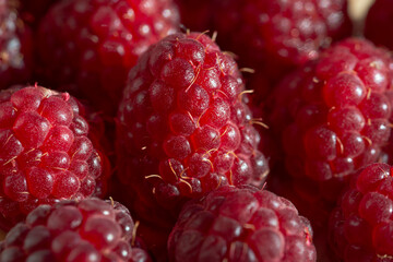 Large dark red raspberries close-up. The concept of healthy berries