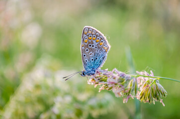 Butterfly profile - Common blue, on a stalk of grass, in its natural environment 
