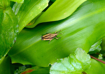 A small grasshopper was standing on a leaf