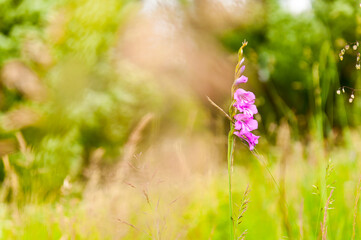 Mieczyk Dachówkowaty (Gladiolus imbricatus) © LukaszB