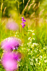 Mieczyk Dachówkowaty (Gladiolus imbricatus) © LukaszB