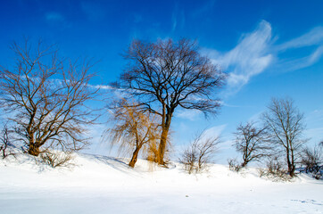 Colorful landscape with snowy trees
