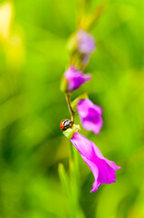 Mieczyk Dachówkowaty i biedronka (Gladiolus imbricatus) © LukaszB