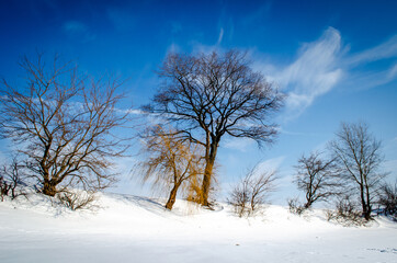 Colorful landscape with snowy trees