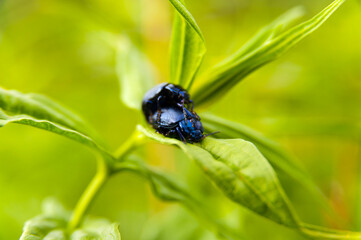 Kopulujące chrząszcze © LukaszB