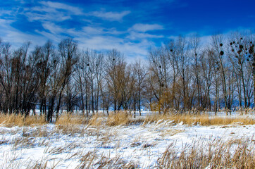 Snow covered tree in winter landscape against blue sky