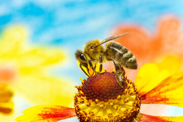 A honey bee collecting pollen at stamens in a flower. A bee working on a garden flower.