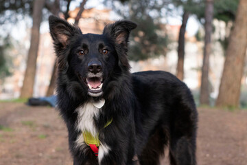 border collie dog