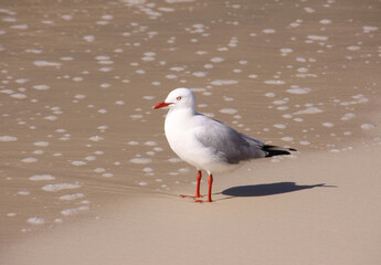 Seagull Bird Sand Beach
