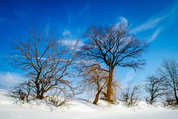 Bared trees in winter on snowy field