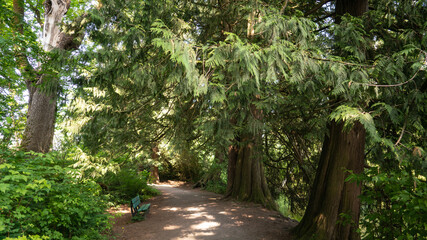 a bench at the side of a path through a dense cedar forest