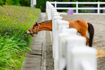 Young brown color horse have fun, reaching through fence for eating flowers from green flowerbed....