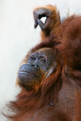 Wild Bornean orangutan at Semenggoh Nature Reserve, Wildlife Rehabilitation Centre in Kuching. Orangutans are endangered apes inhabiting rainforests of Borneo ( Kalimantan ) in Malaysia and Indonesia © Tropical studio