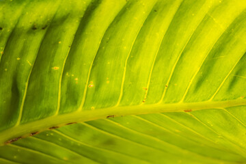 Leaf green background wall leaves texture line plant fresh pattern closeup life tropical abstract.Abstract green background of leaf with shade and light.