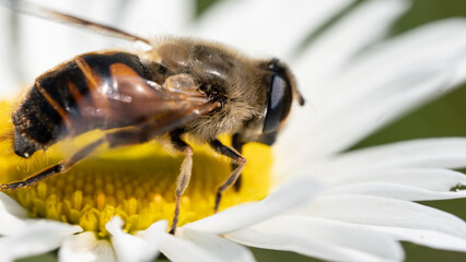 honey bee perched on a wild daisy