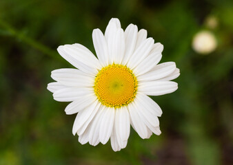 blooming wild daisies in the spring