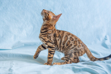 Young bengal kitten stands sideways to the camera and looks high up and is ready to jump
