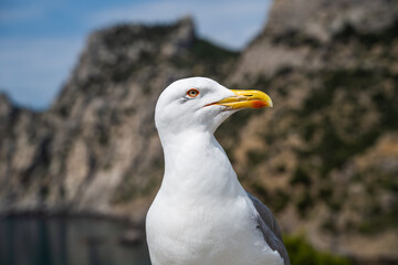 A close-up view of a seagull standing on a seaside rock and turning its head towards camera.