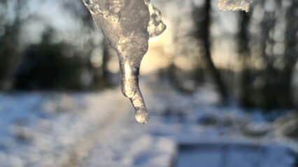 Fototapeta premium icicles on the branch