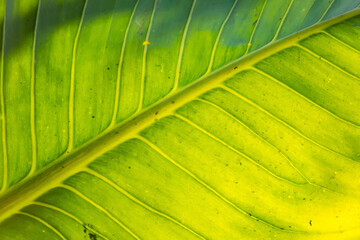 Leaf green background wall leaves texture line plant fresh pattern closeup life tropical abstract.Abstract green background of leaf with shade and light.