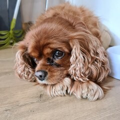 cavalier king charles spaniel