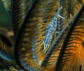 A featherstar shrimp camouflaged in a Featherstar Boracay Philippines 
