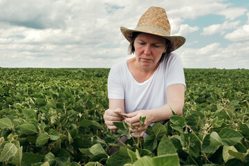 Female farmer agronomist examining soybean crops in cultivated field