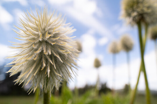 close-up of a western anemone, Pulsatilla Occidentalis, Manning Park, British Columbia, Cannada