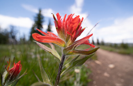 close-up of an indian paintbrush flower or prairie-fire (Castilleja miniata), Manning Park, British Columbia, Cannada