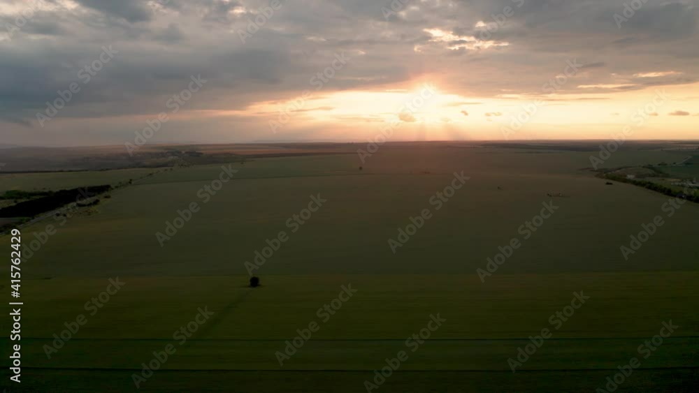 Wall mural drone flight above green field of wheat and a lonely tree in the middle at sunset