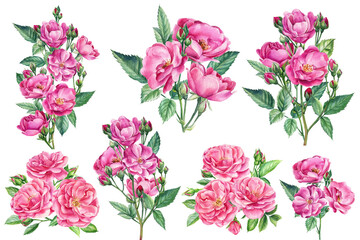Set of beautiful flowers. Roses, buds and leaves on a white background, watercolor painting, floral elements